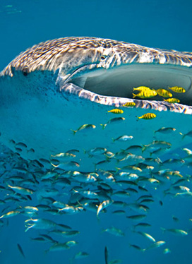 coral coast