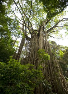 ATHERTON TABLELANDS
