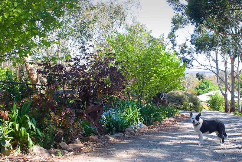 garden