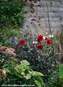 Garden 3