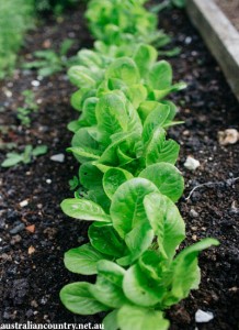 Garden 6