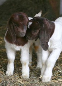 Goat love
