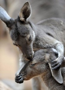 Kangaroo kiss