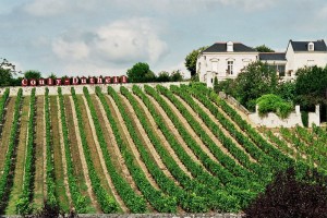 Loire_vineyard