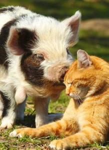 Love doesn't have boundaries