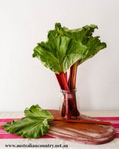 Rhubarb