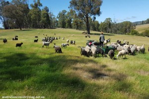 AUSTRALIAS GOATLAND SHEEP