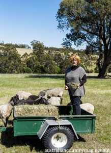 AUSTRALIAS GOATLAND SHEEP