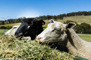 Goatland 3