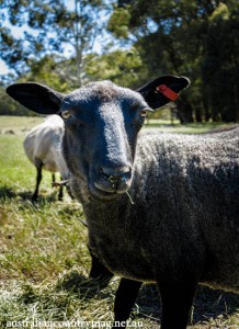 AUSTRALIAS GOATLAND SHEEP