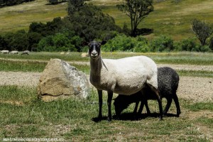 AUSTRALIAS GOATLAND SHEEP