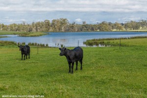 PADDOCK TO PLATE