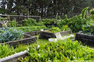 PADDOCK TO PLATE