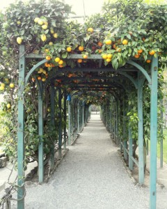 Lemons at Villa Carlotta