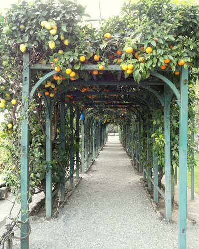 Lemons at Villa Carlotta