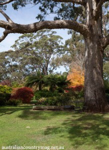 A WILD AND WONDERFUL GARDEN