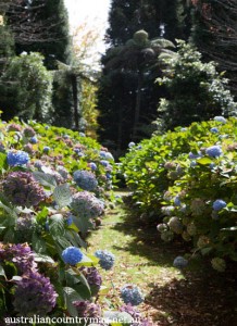 A WILD AND WONDERFUL GARDEN