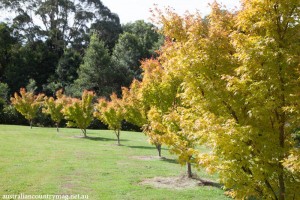 A WILD AND WONDERFUL GARDEN
