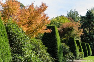 A WILD AND WONDERFUL GARDEN