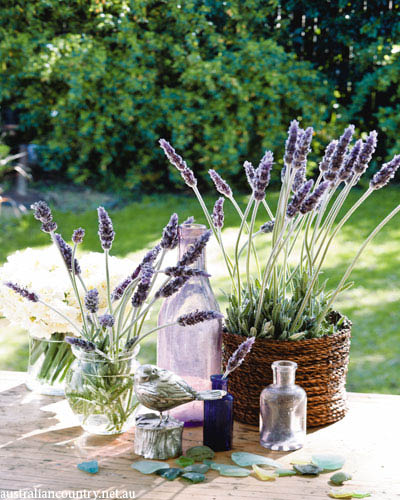 Lavender recipes