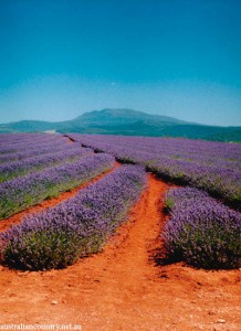 Lavender