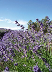 Lavender