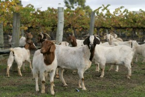 Goats-in-the-Vineyard-Raidi