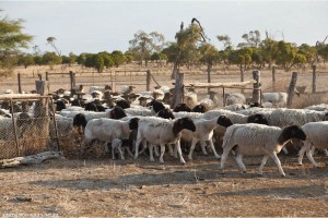 sheep farm