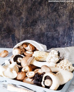 MUSHROOM RECIPES