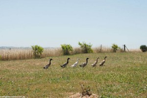 Barossa Valley