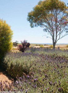 Barossa Valley