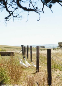 Barossa Valley