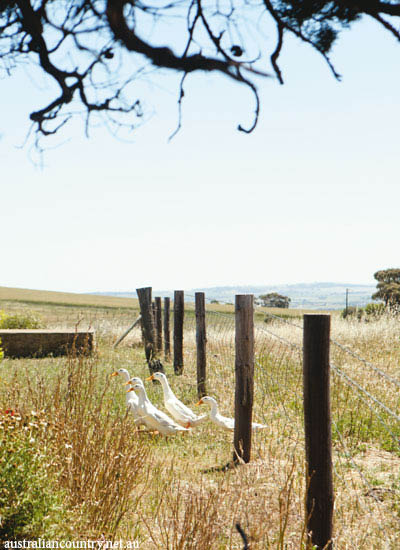 Barossa Valley