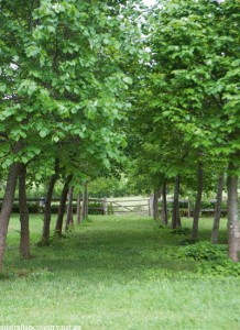 Tree change