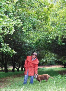 Macadamia Farm