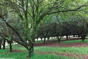 Macadamia Farm