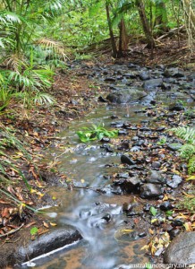 Macadamia Farm