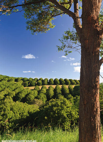 Macadamia Farm