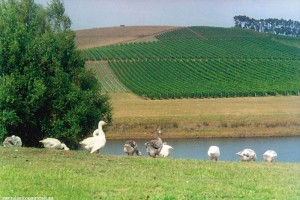 Tamar Valley