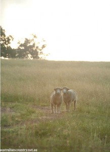 MUDGEE GETAWAY
