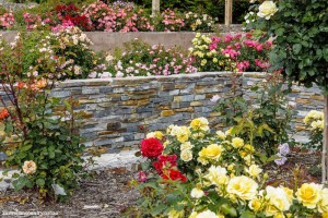 Garden 2