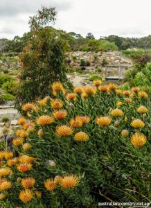 Garden 6