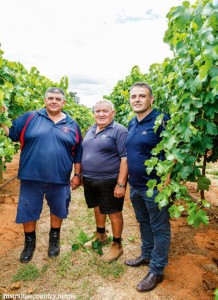 SUN WORLD TABLE GRAPES