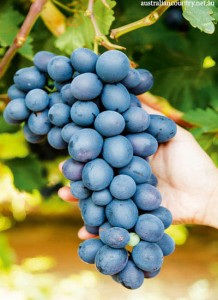 SUN WORLD TABLE GRAPES