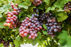 SUN WORLD TABLE GRAPES
