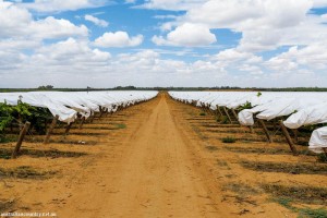 SUN WORLD TABLE GRAPES