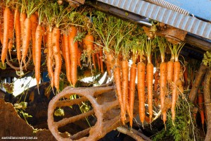 Carrot 4