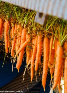 lamattina carrot