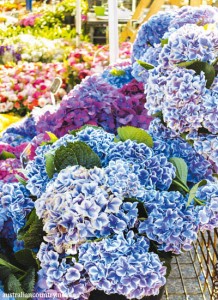 MAYFLOWER FARM
