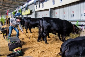 ROCKHAMPTON AGRICULTURAL SHOW